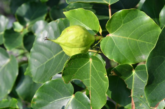 圖為石山油桐。(廣西壯族自治區(qū)中醫(yī)藥研究院供圖)