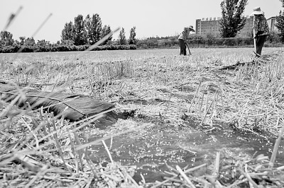 連日來(lái)，黃淮海持續(xù)高溫少雨，部分地區(qū)旱情仍在發(fā)展。圖為山東省肥城市通過(guò)蓄引提調(diào)相結(jié)合的辦法，多措并舉搶灌溉、保苗情。 新華社發(fā)