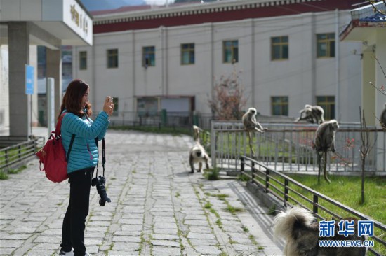 （社會）（1）西藏亞東：人與猴子和諧相處
