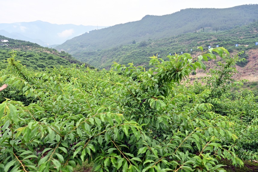 柑園村漫山遍野的脆李樹。鄒樂攝