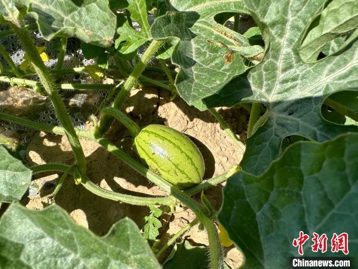 14日，記者在合作社的百畝西瓜地里，看著一個個如雞蛋般大小的西瓜，正“享受”著太陽的炙烤。　劉小紅 攝