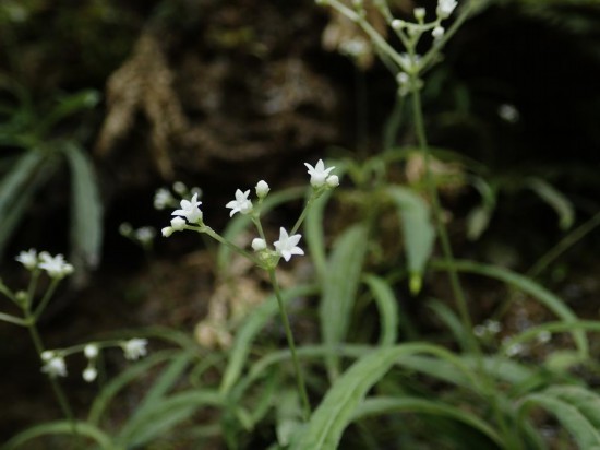 圖為線葉度量草。(廣西壯族自治區(qū)中醫(yī)藥研究院供圖)