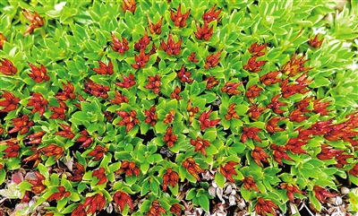 青藏墊柳。資料圖片