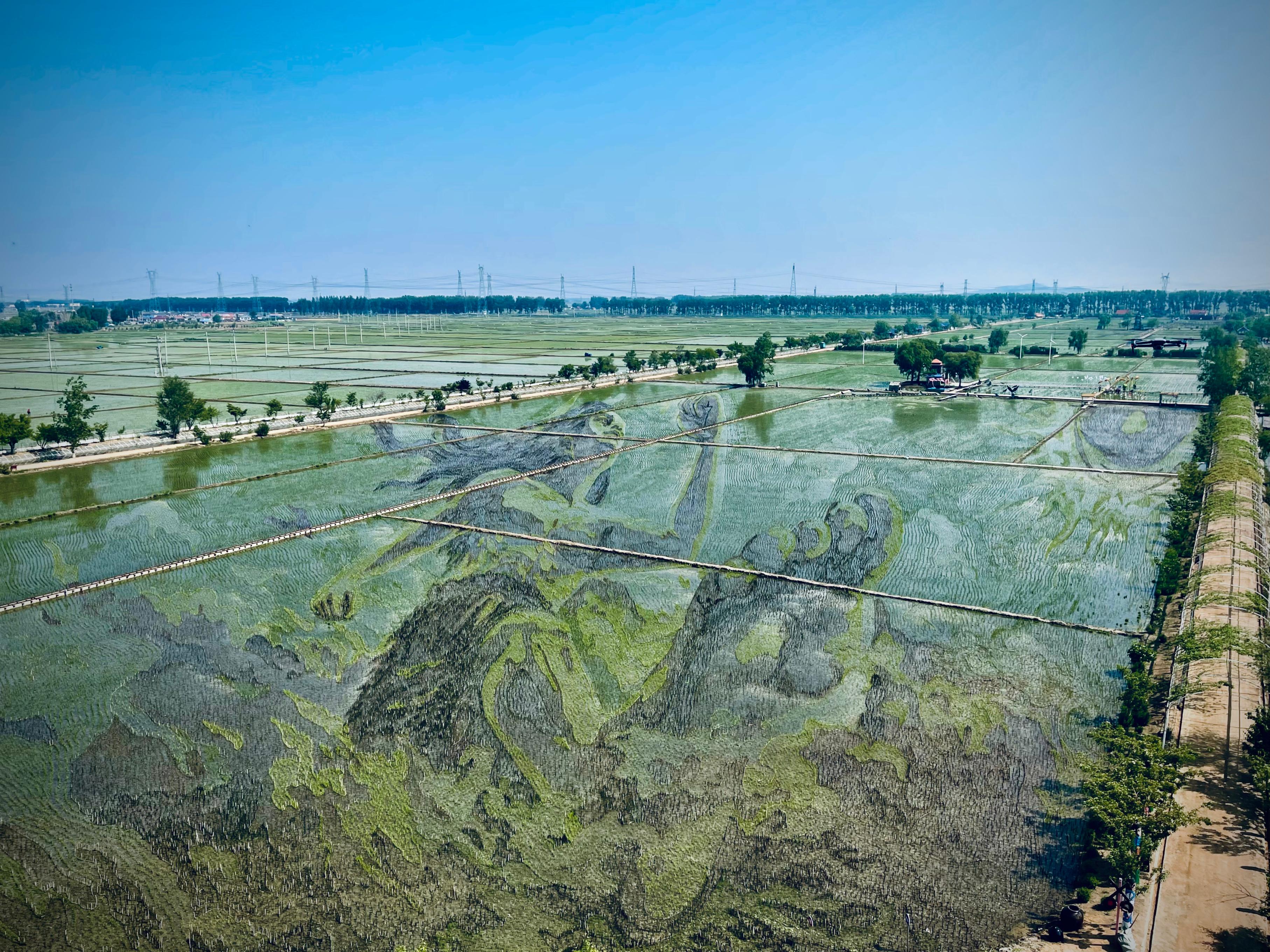 “歷史典故-夸父逐日”稻田畫。人民網(wǎng)記者 任妍攝