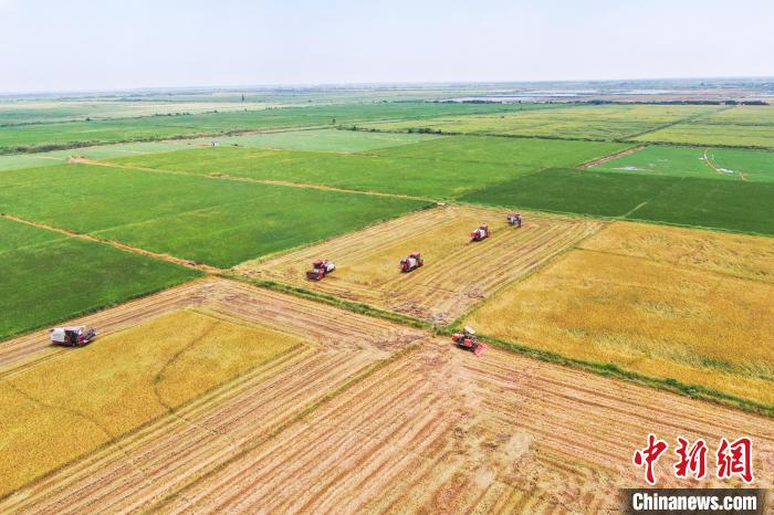 圖為在南昌縣大田農(nóng)社，收割機(jī)正在收割早稻?！⒘?攝