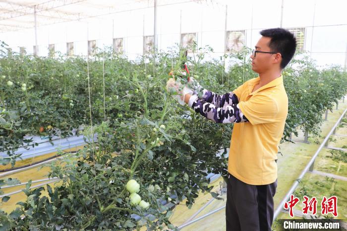 圖為在紅谷灘區(qū)元宇宙·VR數(shù)字農(nóng)業(yè)示范基地七彩番茄培育車間內(nèi)，農(nóng)業(yè)技術(shù)員正在對(duì)番茄植株進(jìn)行修剪?！⌒苠\陽(yáng) 攝