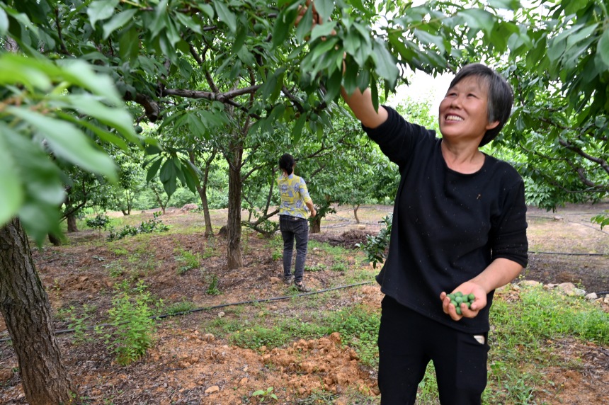 村民們搶抓農(nóng)時，忙著為脆李樹疏果。鄒樂攝
