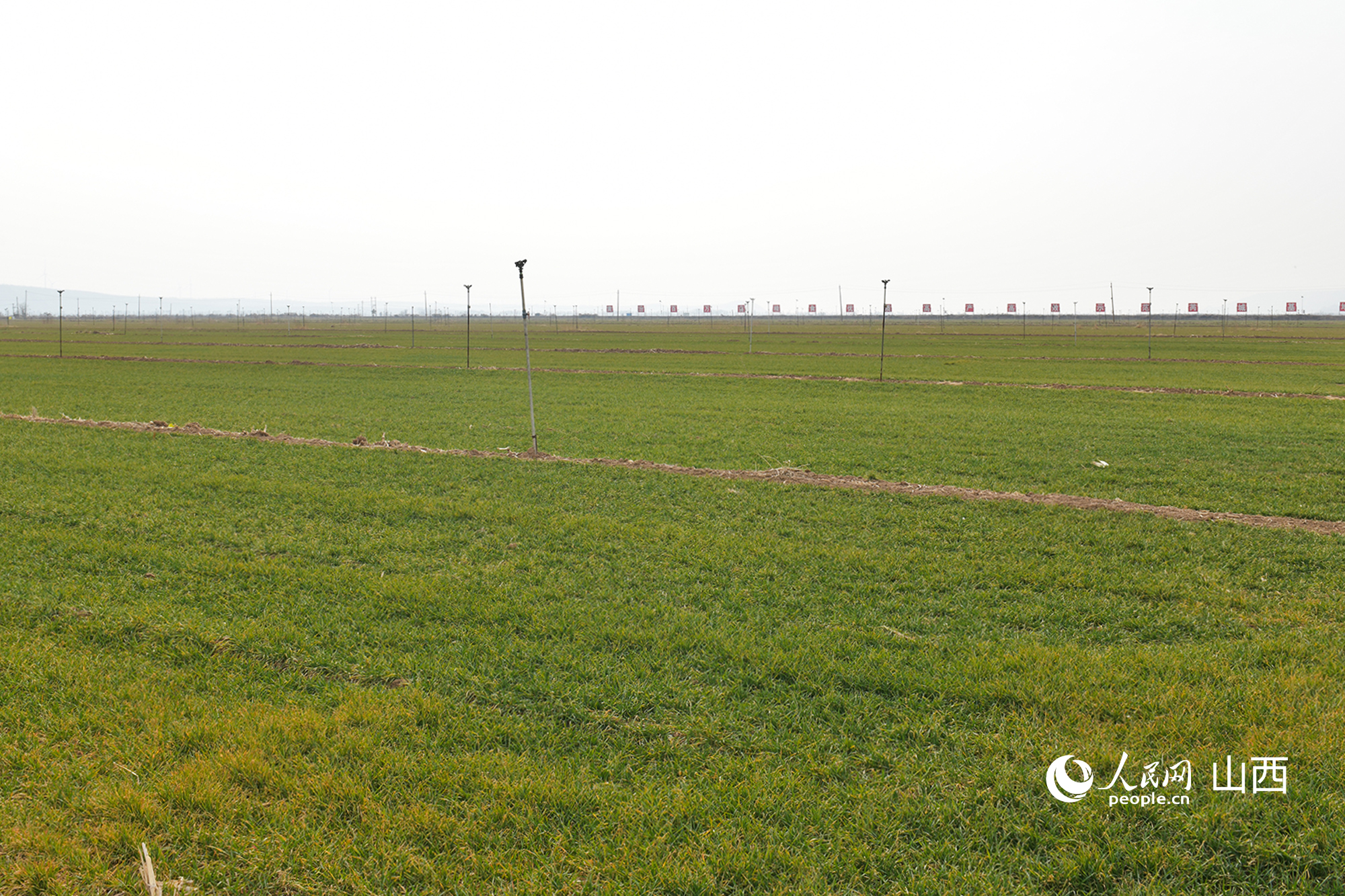 山西省運城市芮城縣返青的冬小麥。人民網記者 焦搏文攝