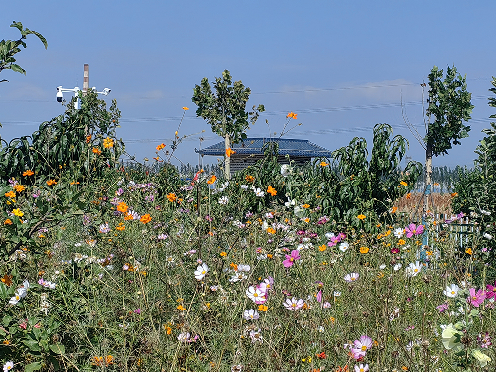 西馬寨村休閑小廣場。人民網(wǎng)記者 趙芳攝