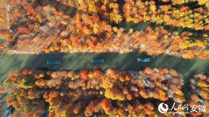 寧國(guó)落羽紅杉林。人民網(wǎng) 郭昊攝